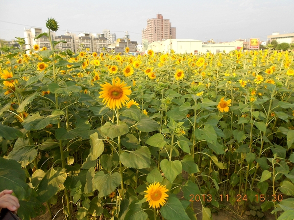 橋頭花田喜事：花田喜事~風情橋頭