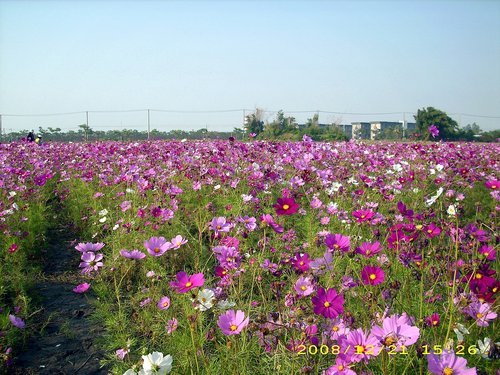 橋頭花田喜事：花田喜事~風情橋頭