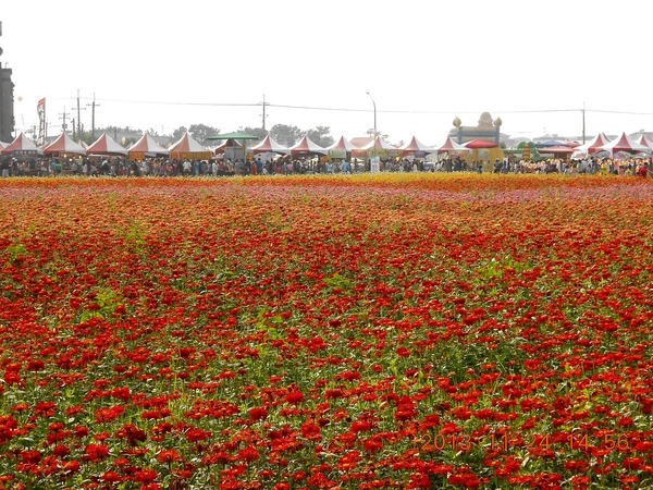 橋頭花田喜事：花田喜事~風情橋頭