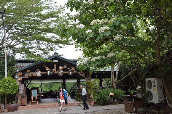 民雄金桔農莊26