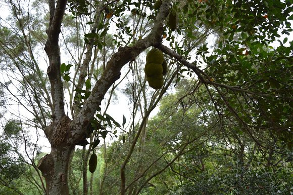 民雄金桔農莊33