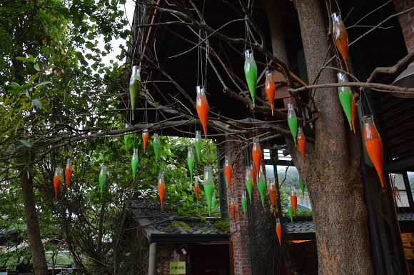 民雄金桔農莊06