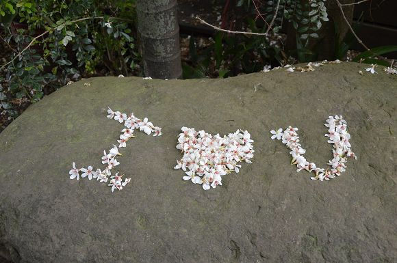 民雄金桔農莊29