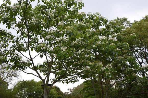 民雄金桔農莊37