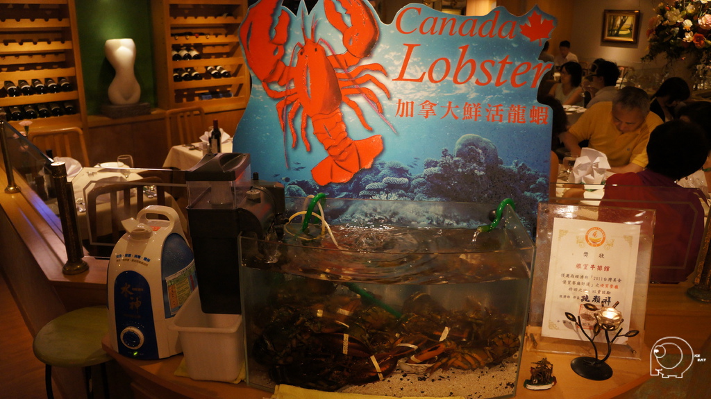 加拿大鮮活龍蝦