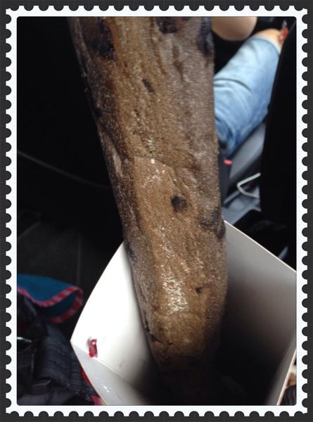 1972344_10202552787730176_4607294275437048102_n