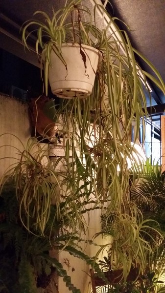 貳房苑 Livingreen:(胖樺食記)台北市大安區貳房苑 Livingreen。充滿藝術氣息的特色店家提供手工甜點及主餐。