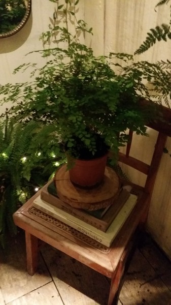 貳房苑 Livingreen:(胖樺食記)台北市大安區貳房苑 Livingreen。充滿藝術氣息的特色店家提供手工甜點及主餐。