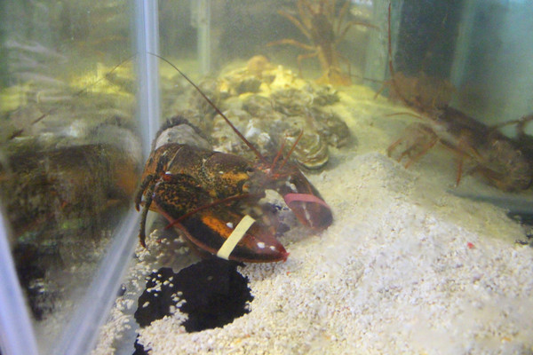 Mist迷霧精緻燒肉：[高雄]燒肉界的LV頂級和牛 迷霧燒肉