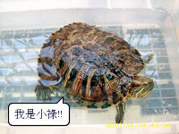 海角43號餐廳： 海角43號 3 . 結合幸福的大馬家鄉味    ..百元風味午膳美食~