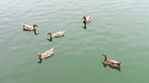 天鵝湖環保水上公園：【台南景點】天鵝湖環保水上公園~木棧道垂柳隨風搖曳❤不僅浪漫又充滿詩意❤