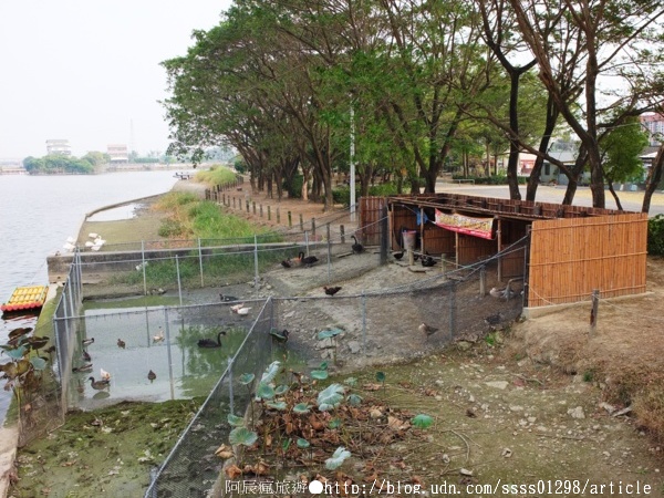 天鵝湖環保水上公園:【旅行遊記。台南新營區】天鵝湖公園。煥然一新的湖邊景緻 環保水上公園散策