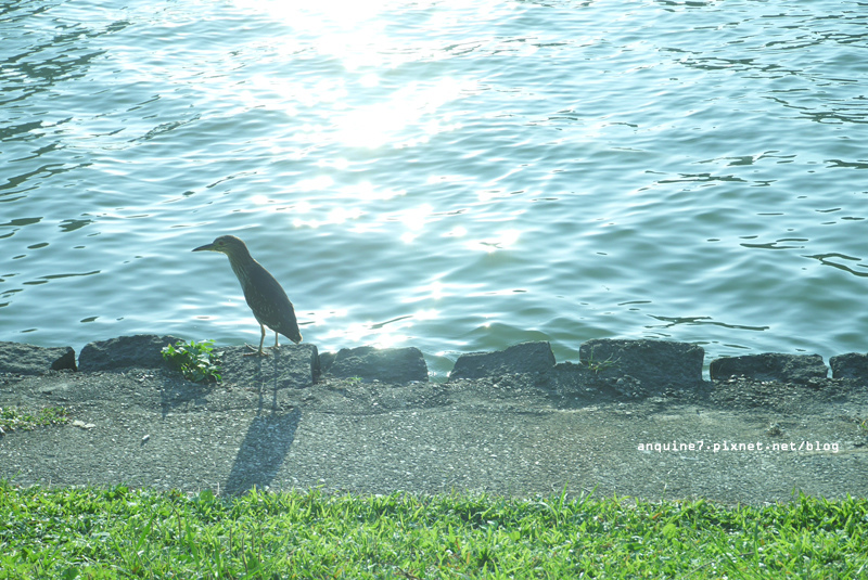 廖西瓜＠碧湖公園碧湖織屋白天18