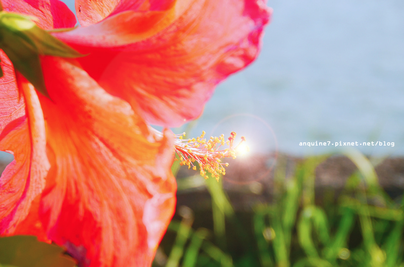 廖西瓜＠碧湖公園碧湖織屋白天3