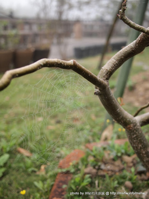 杜石地一號庭園咖啡：【食記】苗栗杜石地一號花園農莊@羊寮坑道 : 環境溫馨,景緻尚可,但餐點價位過高,味道還是算了