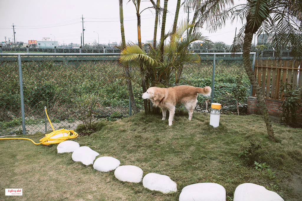 小狗的第三航廈咖啡野放