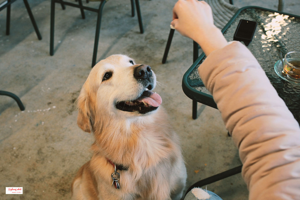 小狗的第三航廈咖啡野放