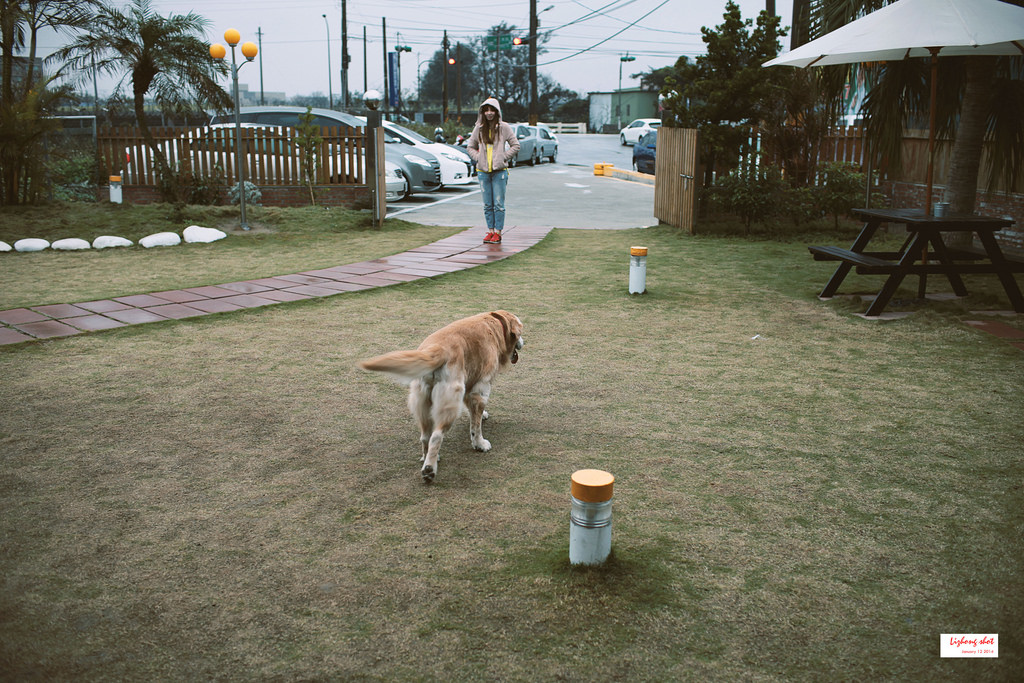 小狗的第三航廈咖啡野放
