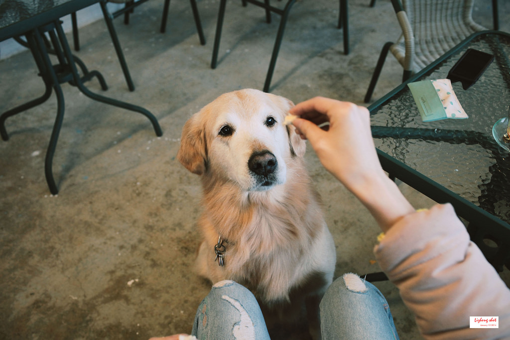 小狗的第三航廈咖啡野放