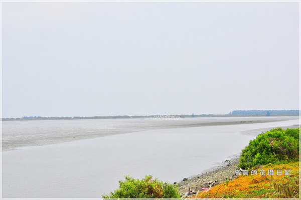 黑面琵鷺賞鳥亭：【臺南】七股區。黑面琵鷺生態展示館．黑面琵鷺賞鳥亭