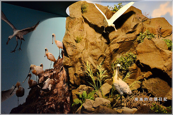 黑面琵鷺賞鳥亭：【臺南】七股區。黑面琵鷺生態展示館．黑面琵鷺賞鳥亭