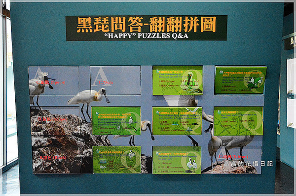黑面琵鷺賞鳥亭：【臺南】七股區。黑面琵鷺生態展示館．黑面琵鷺賞鳥亭