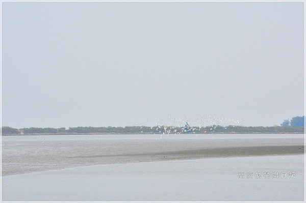 黑面琵鷺賞鳥亭：【臺南】七股區。黑面琵鷺生態展示館．黑面琵鷺賞鳥亭