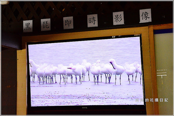 黑面琵鷺賞鳥亭：【臺南】七股區。黑面琵鷺生態展示館．黑面琵鷺賞鳥亭