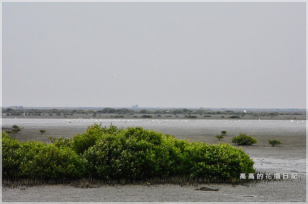 黑面琵鷺賞鳥亭：【臺南】七股區。黑面琵鷺生態展示館．黑面琵鷺賞鳥亭