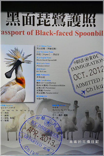 黑面琵鷺賞鳥亭：【臺南】七股區。黑面琵鷺生態展示館．黑面琵鷺賞鳥亭