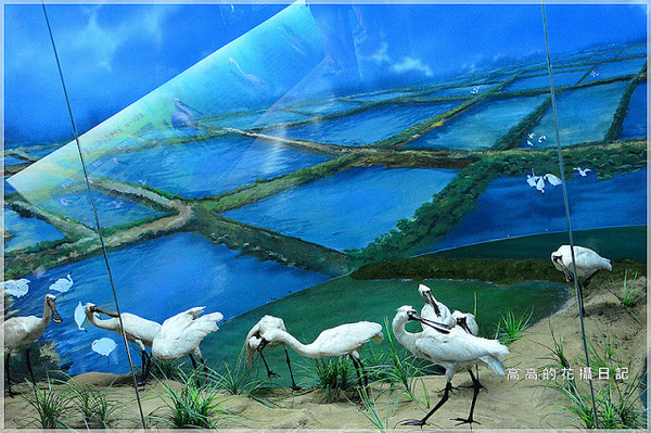 黑面琵鷺賞鳥亭：【臺南】七股區。黑面琵鷺生態展示館．黑面琵鷺賞鳥亭