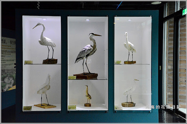 黑面琵鷺賞鳥亭：【臺南】七股區。黑面琵鷺生態展示館．黑面琵鷺賞鳥亭