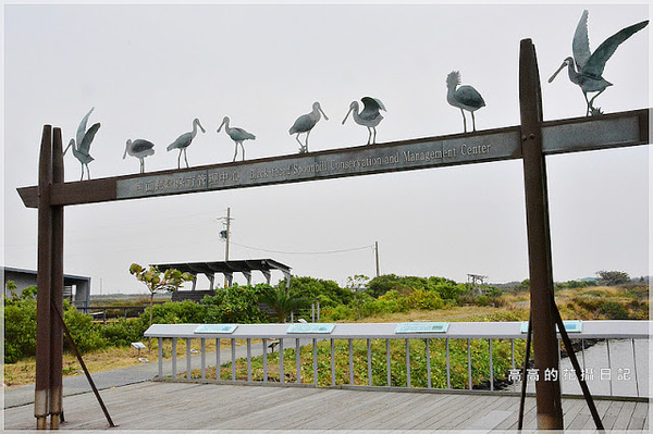 黑面琵鷺賞鳥亭：【臺南】七股區。黑面琵鷺生態展示館．黑面琵鷺賞鳥亭