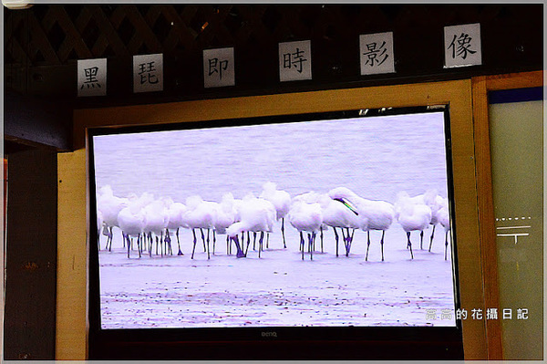 黑面琵鷺賞鳥亭：【臺南】七股區。黑面琵鷺生態展示館．黑面琵鷺賞鳥亭