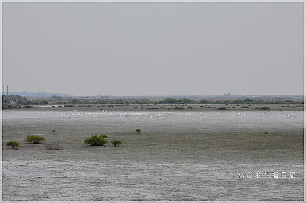 黑面琵鷺賞鳥亭：【臺南】七股區。黑面琵鷺生態展示館．黑面琵鷺賞鳥亭