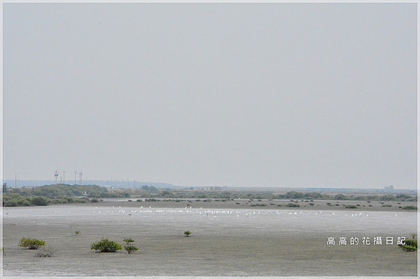 黑面琵鷺賞鳥亭：【臺南】七股區。黑面琵鷺生態展示館．黑面琵鷺賞鳥亭