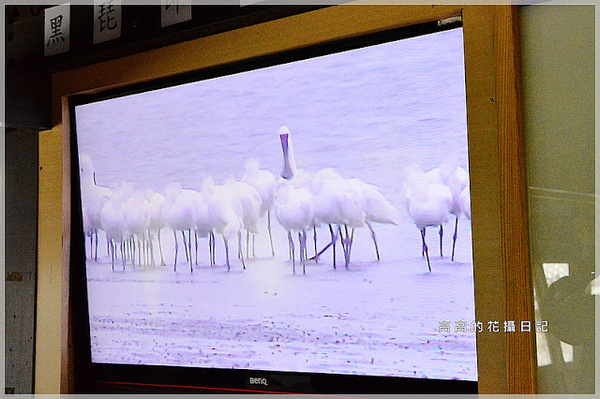 黑面琵鷺賞鳥亭：【臺南】七股區。黑面琵鷺生態展示館．黑面琵鷺賞鳥亭