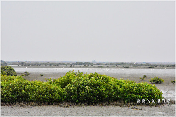 黑面琵鷺賞鳥亭：【臺南】七股區。黑面琵鷺生態展示館．黑面琵鷺賞鳥亭