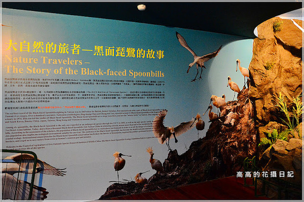 黑面琵鷺賞鳥亭：【臺南】七股區。黑面琵鷺生態展示館．黑面琵鷺賞鳥亭