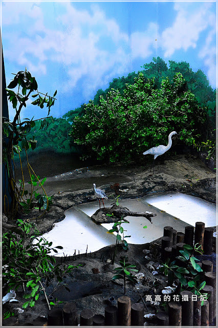 黑面琵鷺賞鳥亭：【臺南】七股區。黑面琵鷺生態展示館．黑面琵鷺賞鳥亭