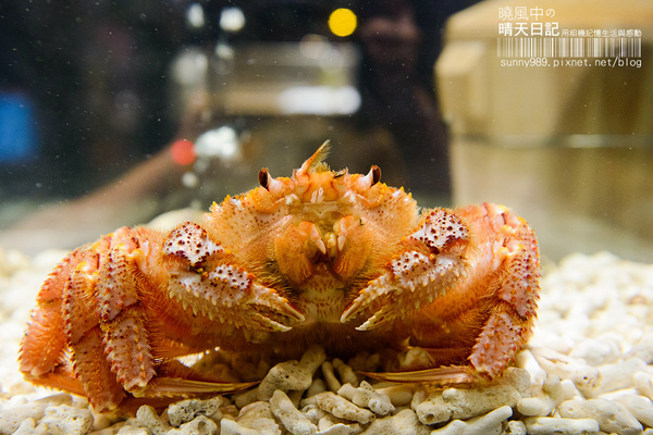 旬壽司割烹：【口碑券| 旬壽司割烹】無菜單料理 次次都有新驚喜