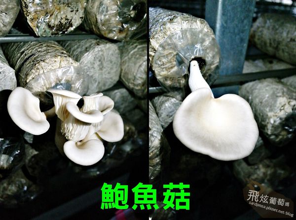 鮑魚菇.jpg