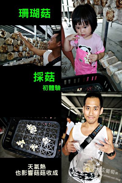 採菇.jpg