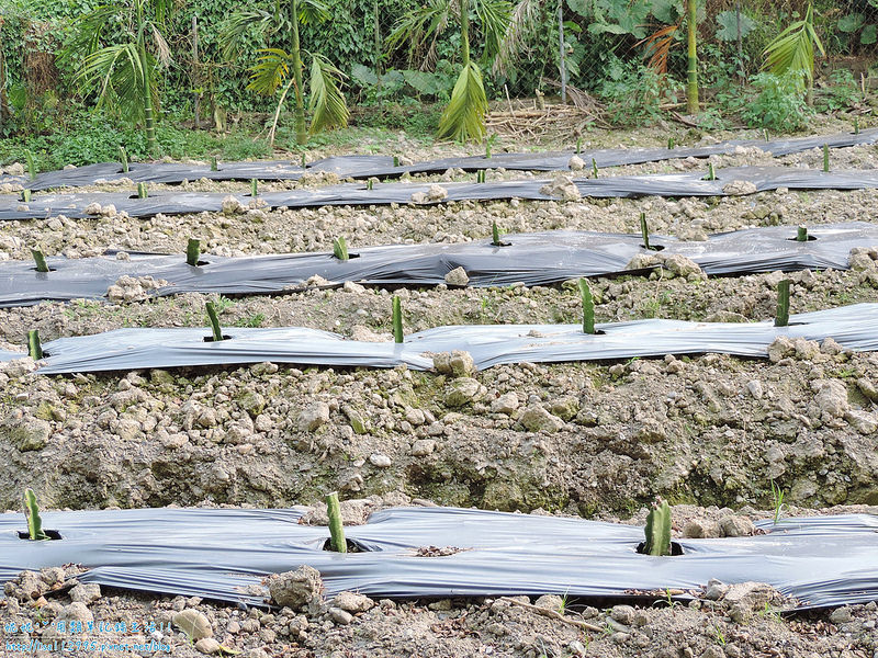 DSCN0725 (2000x1500)