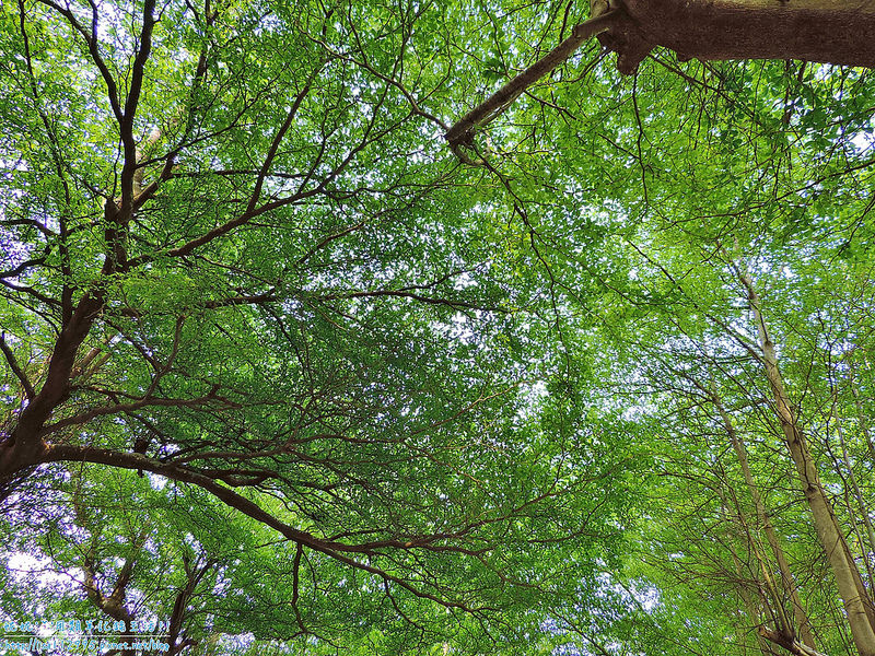 DSCN0716 (2000x1500)