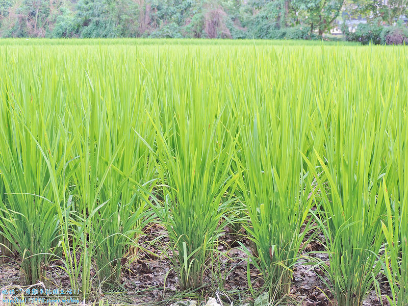 DSCN0732 (2000x1500)