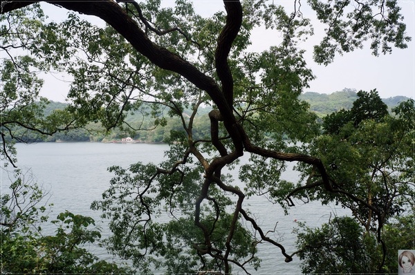 薰衣草森林(明德店)：[閃點] 苗栗薰衣草森林(明德水庫店)-愛情、願望近了