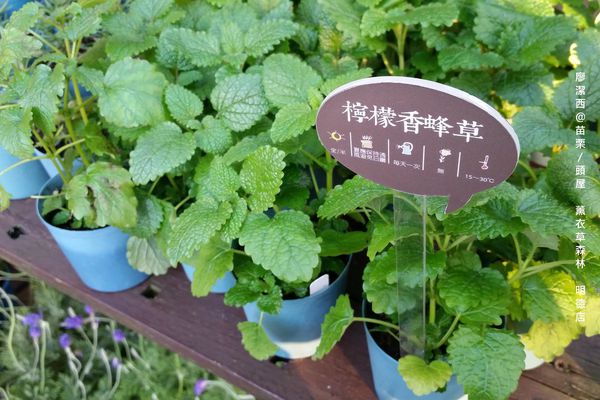 苗栗/薰衣草森林(明德店)