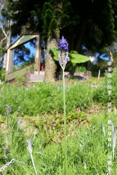 苗栗/薰衣草森林(明德店)