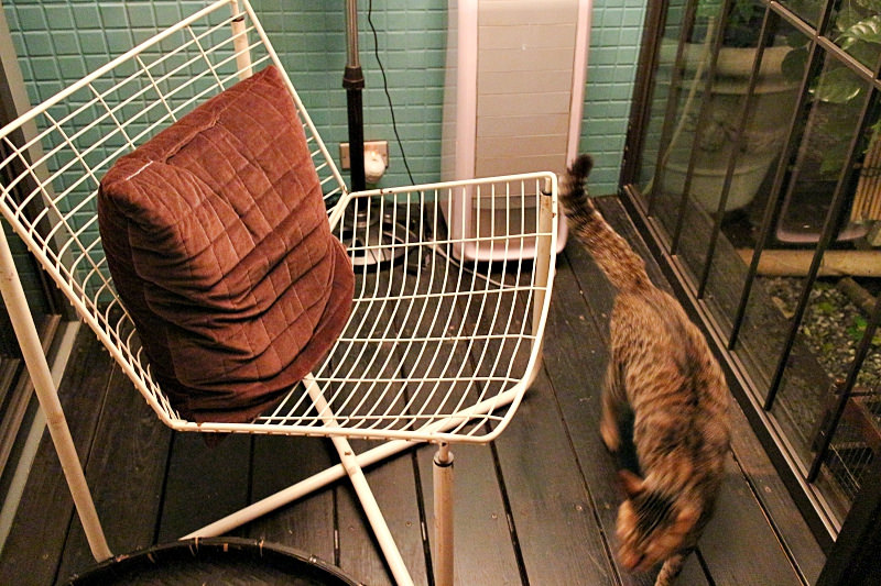 屋頂上的貓私廚